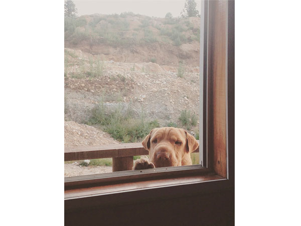 Fotografías para Mascotas