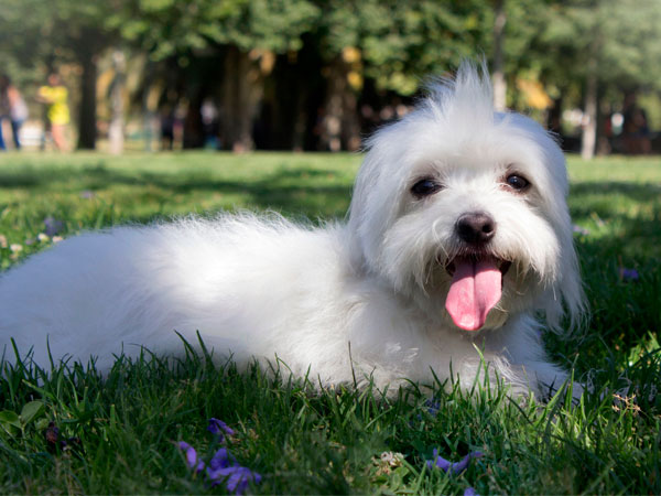 Fotografías para Mascotas