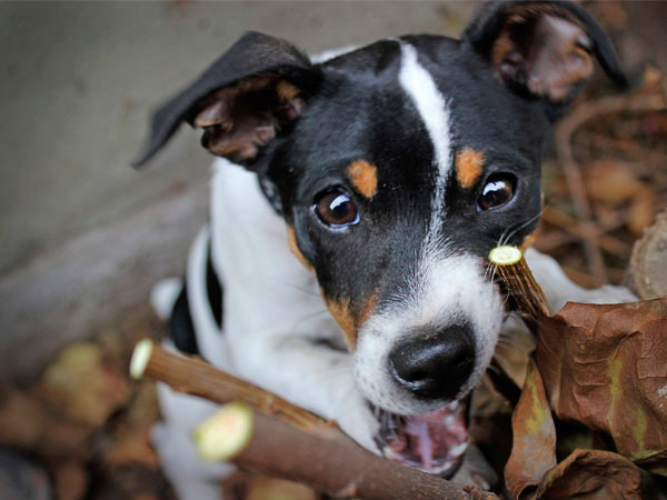 Fotografías para Mascotas