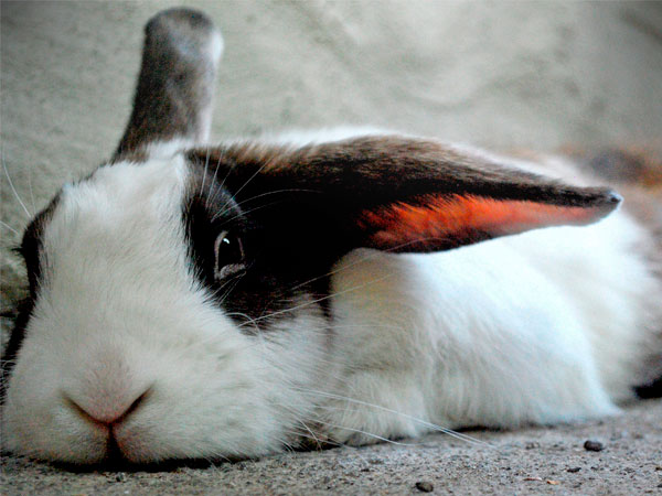 Fotografías para Mascotas