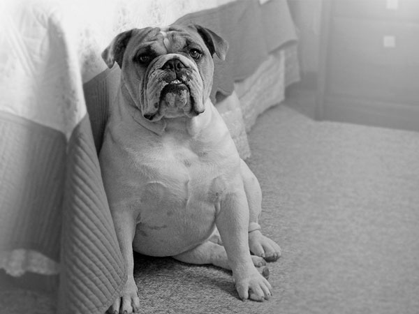 Fotografías para Mascotas